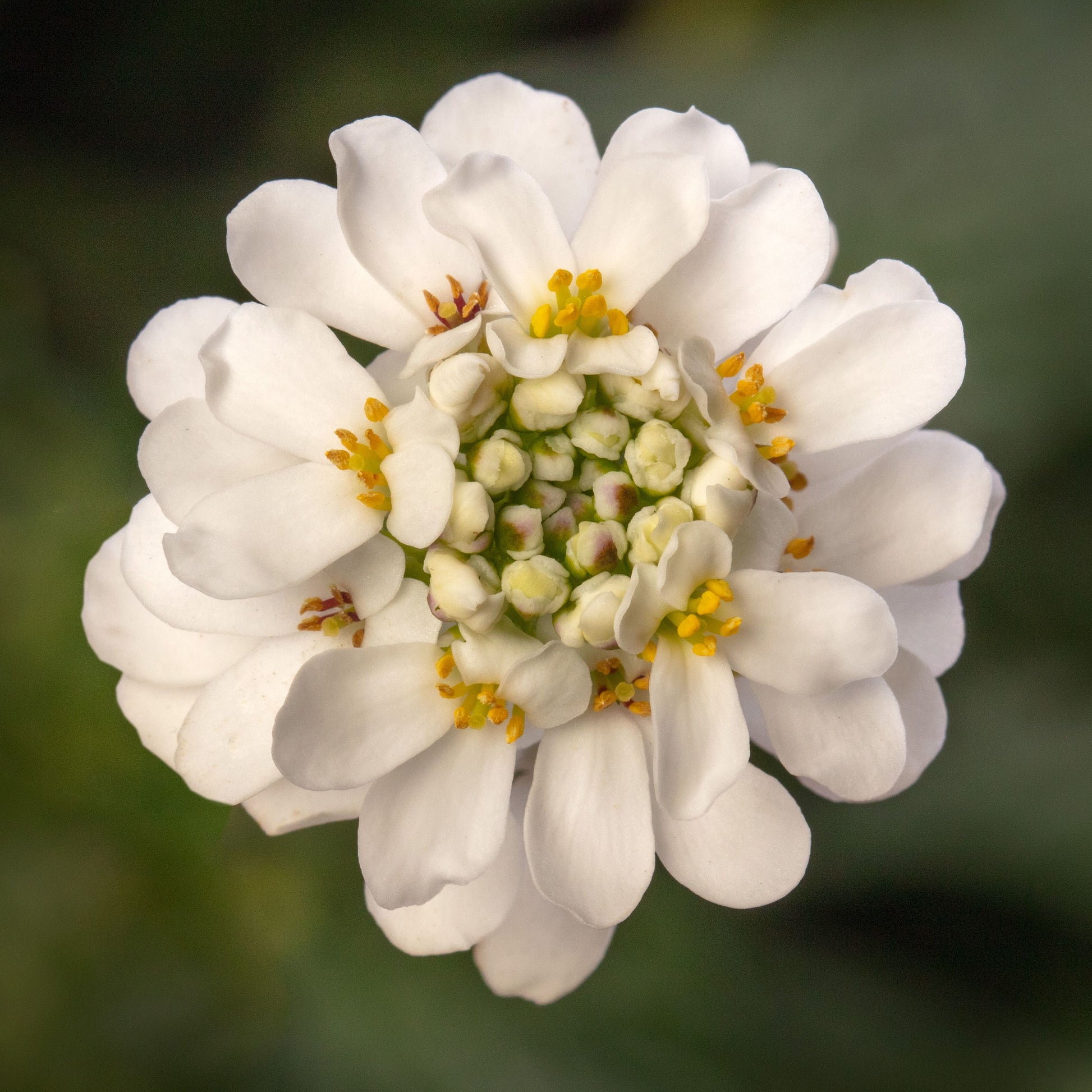 Weiß Candytuft Snow Blumensamen zur Aussaat Bestäuber freundlich Traditionssorte & ohne Gentechnik Samen Hausgarten