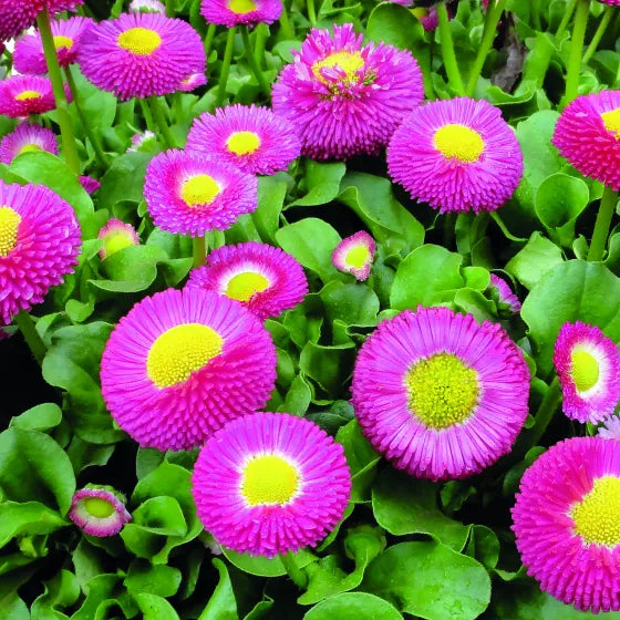 Rosa Bellis Blumensamen zur Aussaat hochwertige Qualitäts- Traditionssorte & ohne Gentechnik Samen Hausgarten