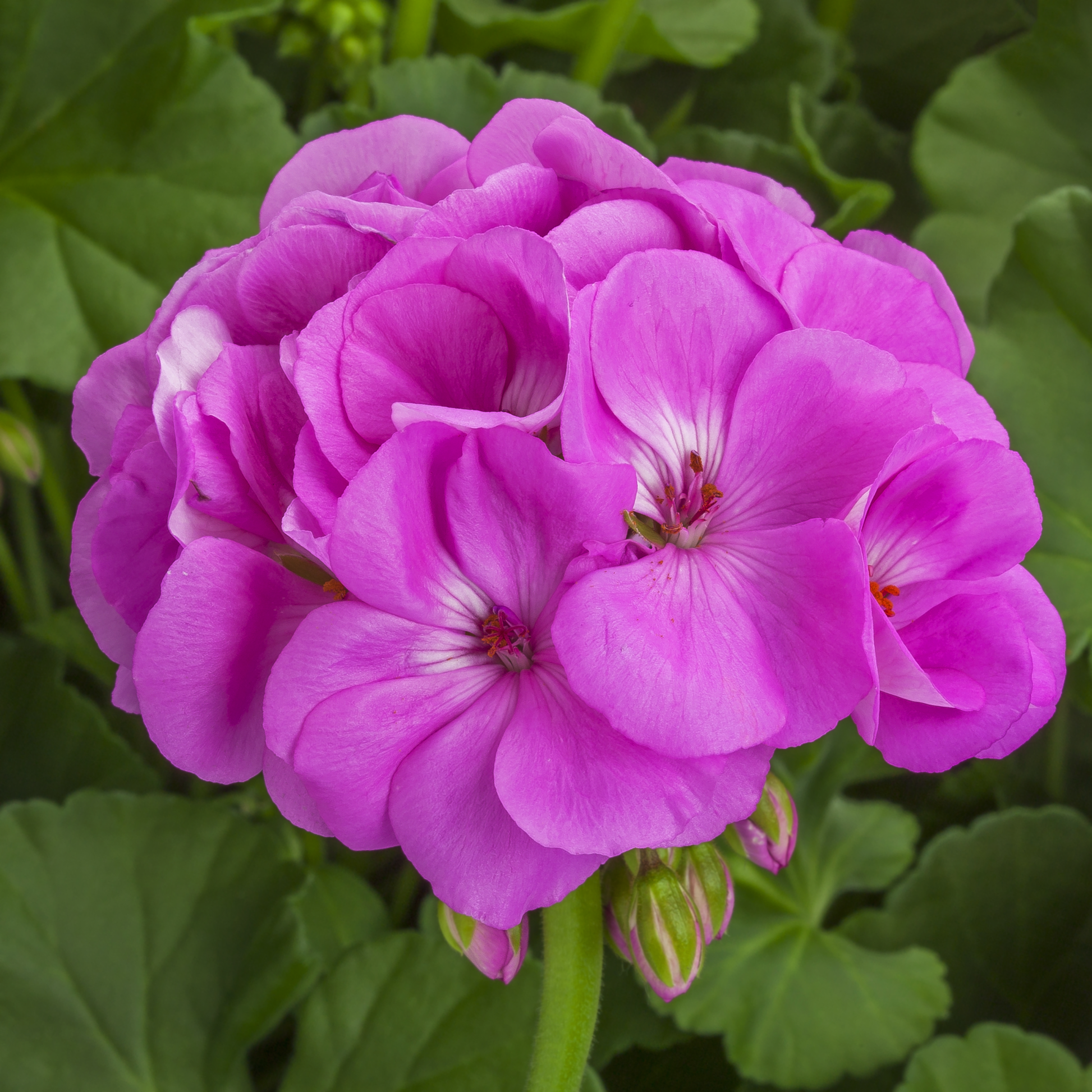 Lavendel Geraniums Blumensamen zur Aussaat Drought verträglich Traditionssorte & ohne Gentechnik Samen Hausgarten