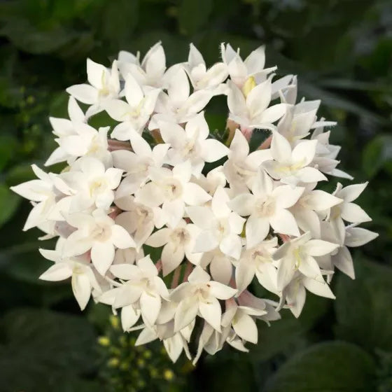 Weiß Pentas Starla Blume Aussaat – Samen Brightening Garten Blüten