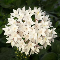 Weiß Pentas Starla Blume Aussaat – Samen Brightening Garten Blüten