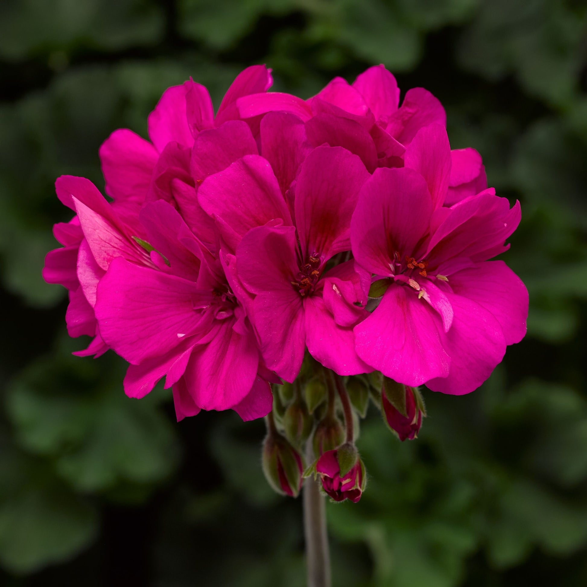 tief Rosa Geraniums Blumensamen zur Aussaat ideal Rabatten Traditionssorte & ohne Gentechnik Samen Hausgarten