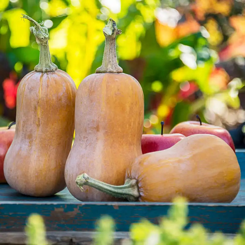Semi di zucca Honeynut arancione da piantare