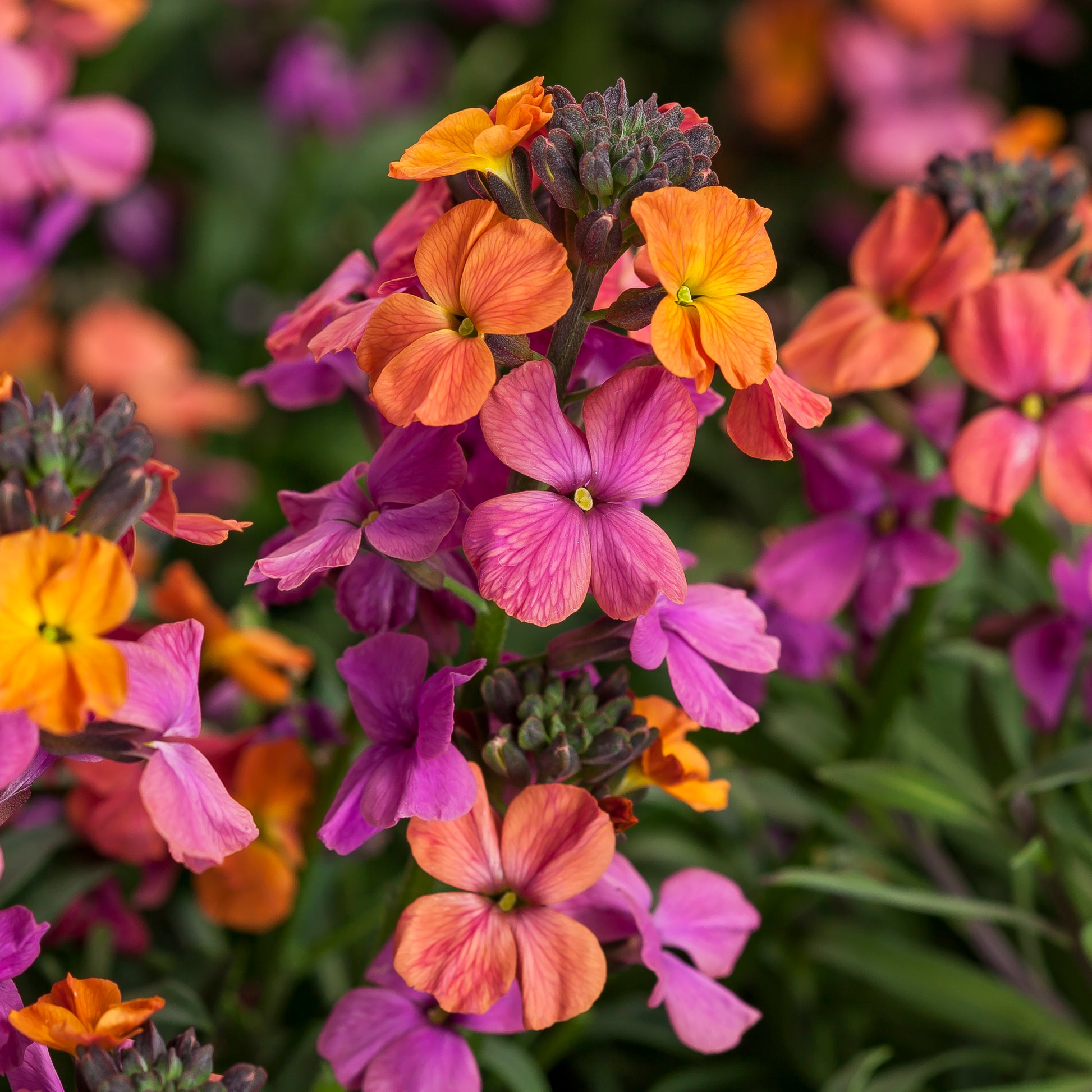 Lila Rosa Linifolium Blumensamen zur Aussaat – ideal Rabatten – Traditionssorte & ohne Gentechnik Samen Hausgarten