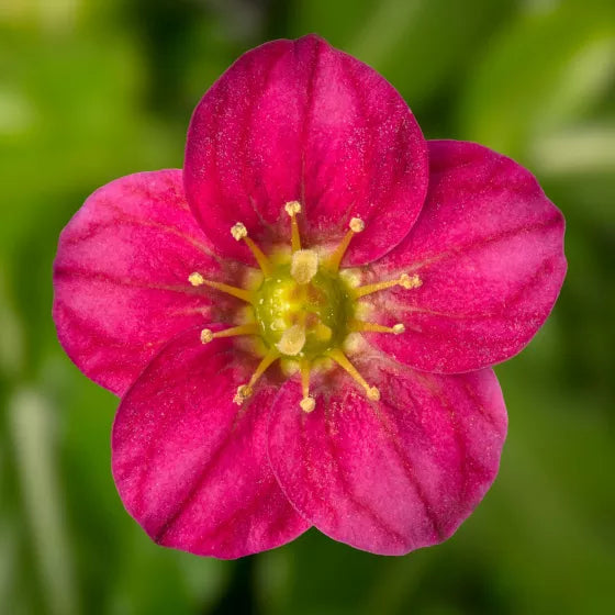 Rosa Saxifraga Blumensamen zur Aussaat farbenfroh Schau Traditionssorte & ohne Gentechnik Samen Hausgarten