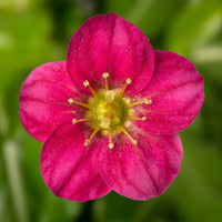 Rosa Saxifraga Blumensamen zur Aussaat farbenfroh Schau Traditionssorte & ohne Gentechnik Samen Hausgarten