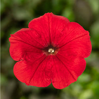 Petunie Rot Wave Blumensamen zur Aussaat – leuchtende einjährige Blüten