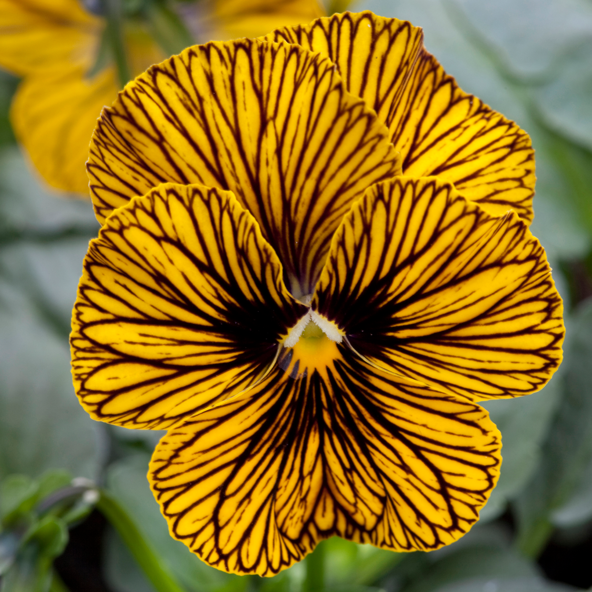 Tiger Eye Blumensamen zur Aussaat Landhaus Garten wichtig Traditionssorte & ohne Gentechnik Samen Hausgarten