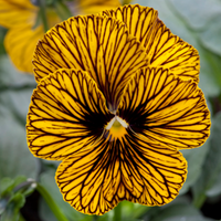 Tiger Eye Blumensamen zur Aussaat Landhaus Garten wichtig Traditionssorte & ohne Gentechnik Samen Hausgarten