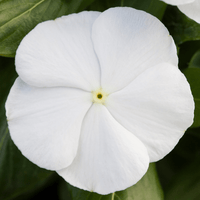 Weiß Immergrün Rosea Blumensamen zur Aussaat Samen Pure und elegant Blüten