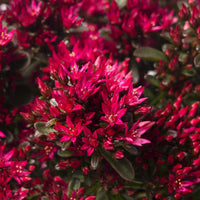 Sedum Bodendecker Blumensamen zur Aussaat duftend Blüten Traditionssorte & ohne Gentechnik Samen Hausgarten