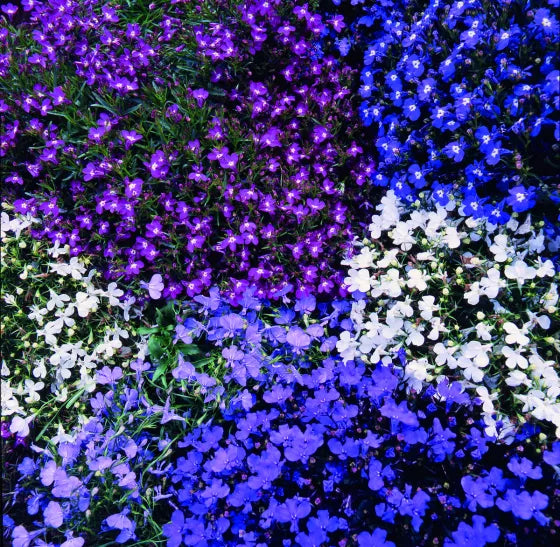 Erinus Blumensamen zur Aussaat – Wildblume Mischung – Traditionssorte & ohne Gentechnik Samen Hausgarten