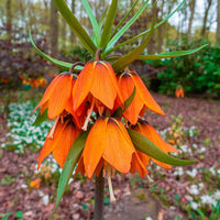 Fritillaria Imperialis Blumensamen Orange Blumensamen zur Aussaat – Anzucht – Traditionssorte & ohne Gentechnik Samen Hausgarten