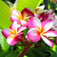 Lila Gelb Frangipani Blumensamen zur Aussaat – kompakt Wuchs – Traditionssorte & ohne Gentechnik Samen Hausgarten