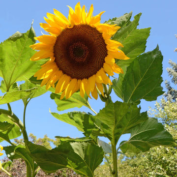 Semillas De Girasol Blumensamen zur Aussaat Samen leuchtend – Radiant Blüten