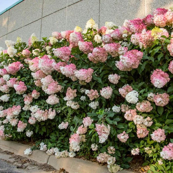 Vanilla Strawberry Hortensie Samen zur Aussaat – Blüten für Ihren Garten