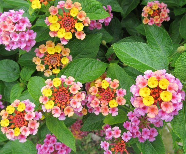 Wandelröschen Mischung Blume Samen zur Aussaat a farbenfroh Garten