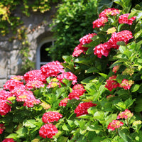 Grün & Rot Hortensie Blumensamen zur Aussaat – Anzucht – Traditionssorte & ohne Gentechnik Samen Hausgarten