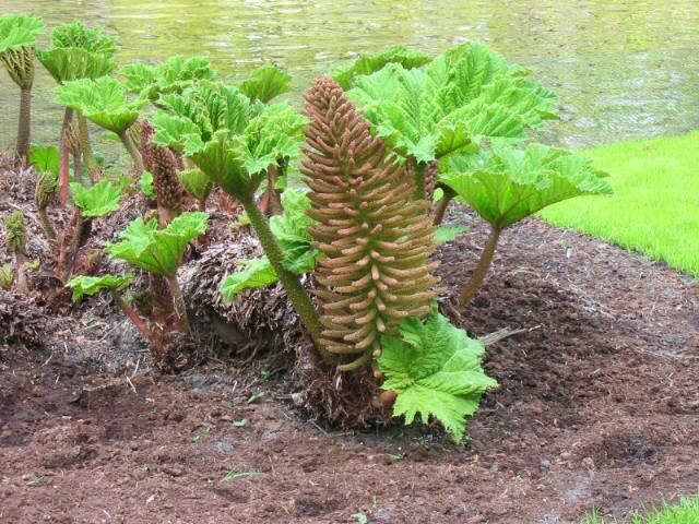 Gunnera Manicata Blumensamen zur Aussaat Halbschatten verträglich Traditionssorte & ohne Gentechnik Samen Hausgarten