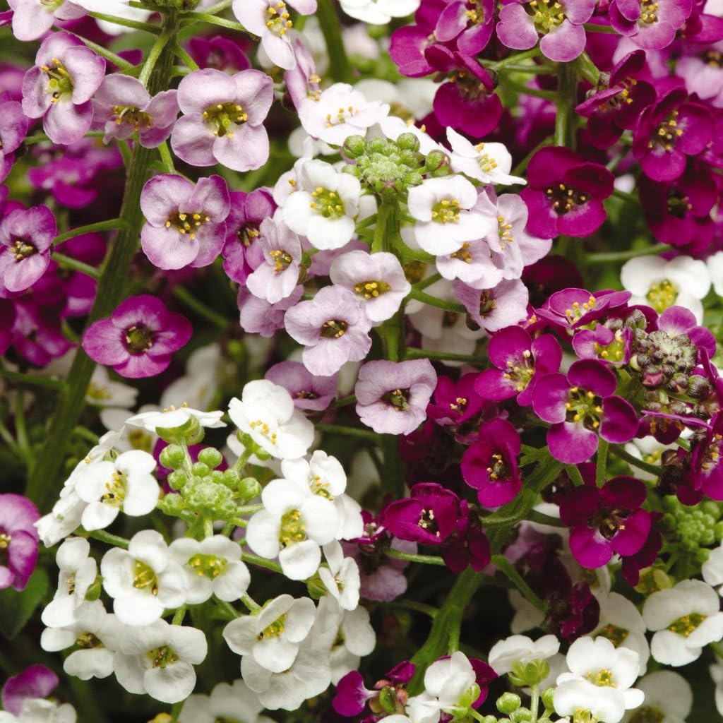 Gemischt Bergenia Blumensamen zur Aussaat – robust Sorte – Traditionssorte & ohne Gentechnik Samen Hausgarten