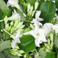 Loroco blume samen for anpflanzung - hardy variety, heirloom & gmo free samen for home garten
 
 sale for anpflanzung in home garten.