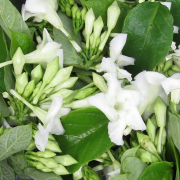Loroco blume samen for anpflanzung - hardy variety, heirloom & gmo free samen for home garten
 
 sale for anpflanzung in home garten.