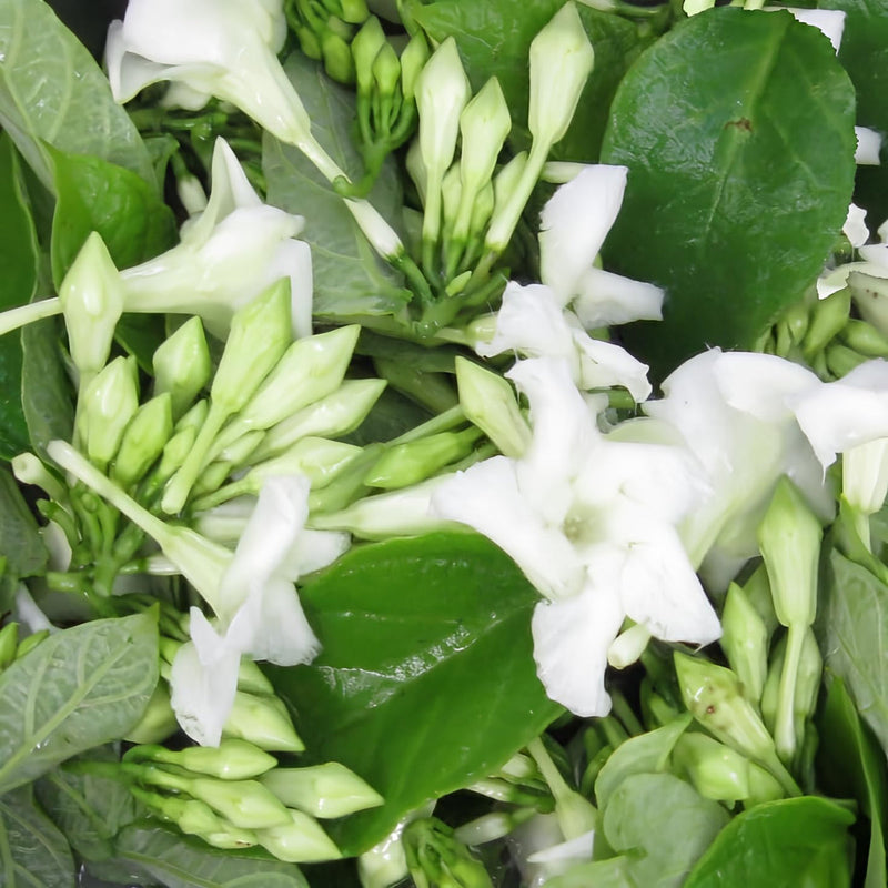 Loroco blume samen for anpflanzung - hardy variety, heirloom & gmo free samen for home garten
 
 sale for anpflanzung in home garten.