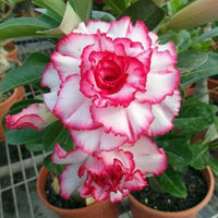 Selten Rot Desert Rose Samen – einzigartig – robust Desert Blume für Ihren Garten