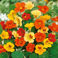 Kapuzinerkresse Tropaeolum majus Blumensamen zur Aussaat