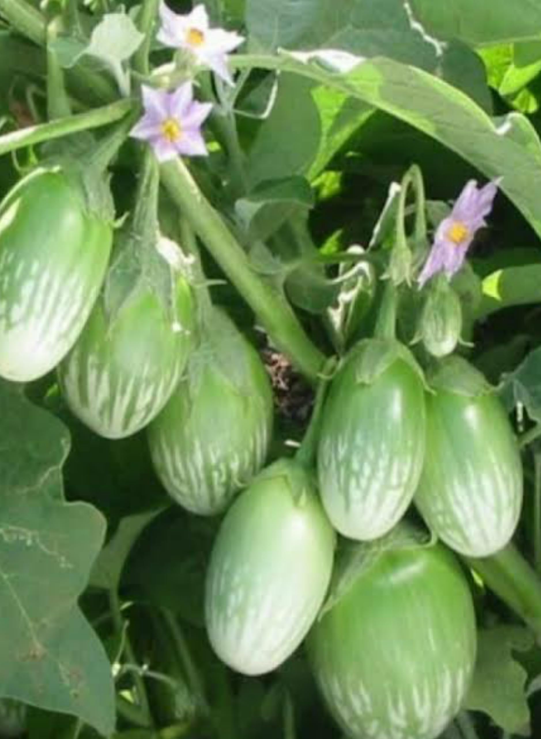 Green Eggplant Gemüsesamen for Garden Planting