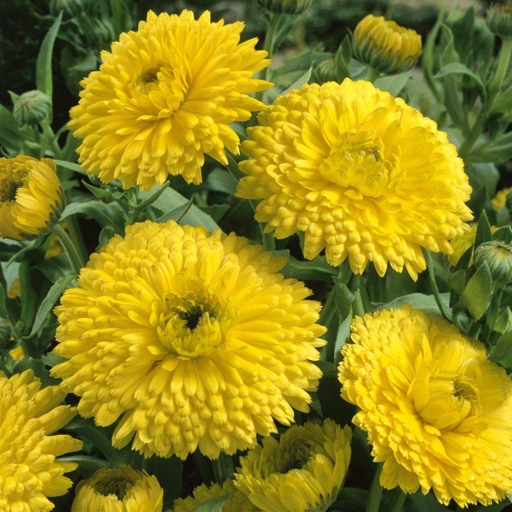 Calendula golden emperor for blume bed anpflanzung