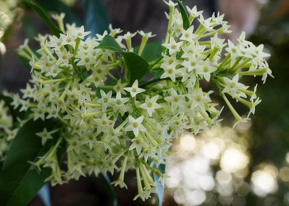 Night blühend Star Jasmine Cestrum nocturnum Blumen zur Aussaat Garten und Night Garten