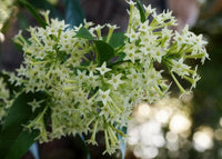 Night blühend Star Jasmine Cestrum nocturnum Blumen zur Aussaat Garten und Night Garten