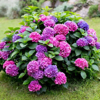Hortensie Blumensamen – Multicolor Blüten Balcony Garten
