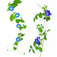 Kalimeris Samen zur Aussaat Kalimeris pinnatifida Blume beds und mehrjährig Gärten