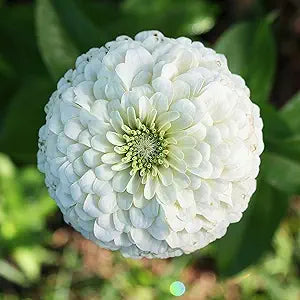 Zinnia benary giant weiß samen for large weiß blooms