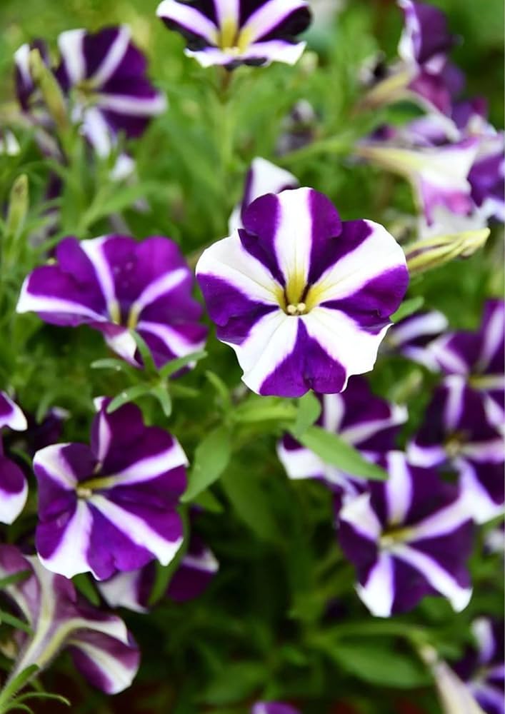 Petunia blume samen for anpflanzung - blau & weiß vibrant displays