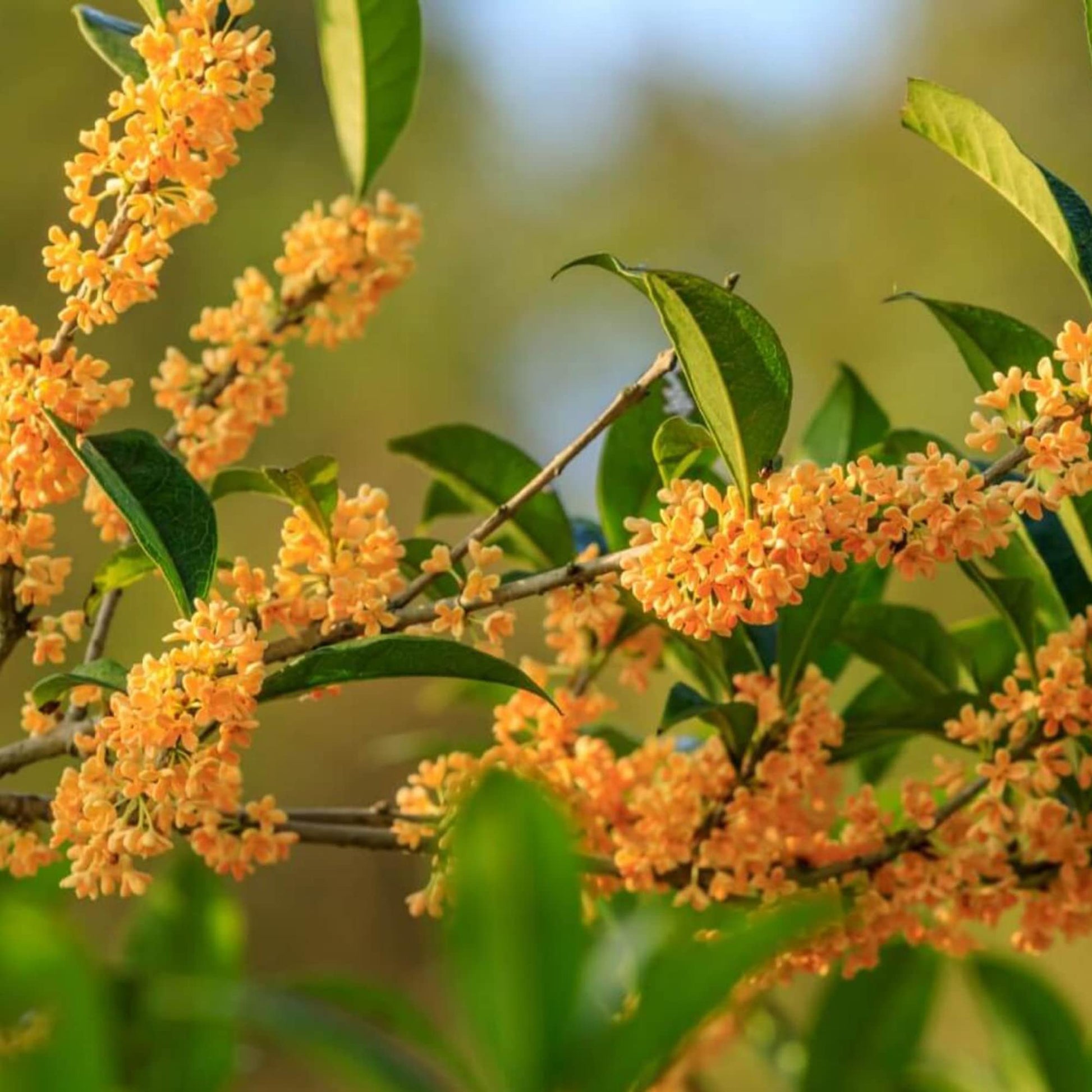 Osmanthus Blumensamen zur Aussaat Osmanthus Fragrans Blume Beet scented Garten
