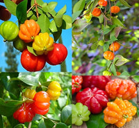 Surinam Fruit Samen zur Aussaat – exotisch Berry Strauch Samen