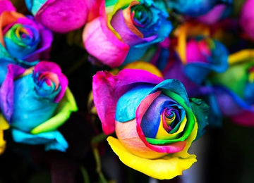 Holland rainbow rose rosa spp for anpflanzung in blume bed
