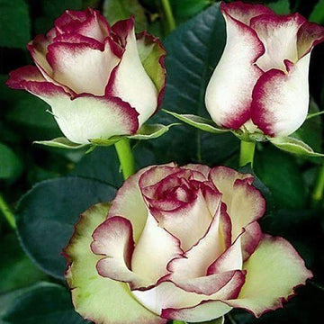Weiß Braun Rose Blumensamen zur Aussaat leuchtend Traditionssorte & ohne Gentechnik Samen Hausgarten
