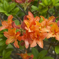Azalee Blume Samen Blumensamen zur Aussaat Schnitt Blume beliebt Traditionssorte & ohne Gentechnik Samen Hausgarten