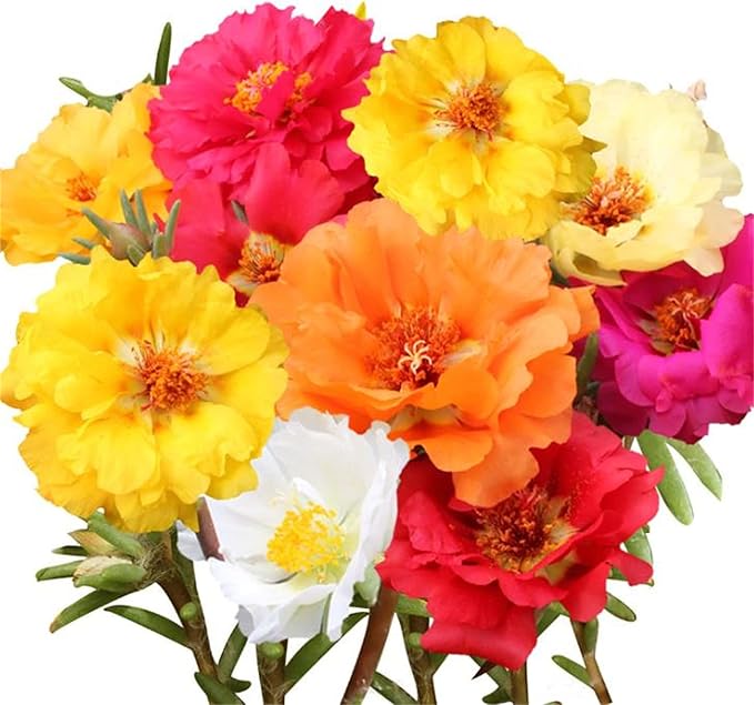 Rose Rosa spp Blumensamen zur Aussaat Blume Beet