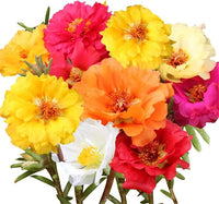 Rose Rosa spp Blumensamen zur Aussaat Blume Beet