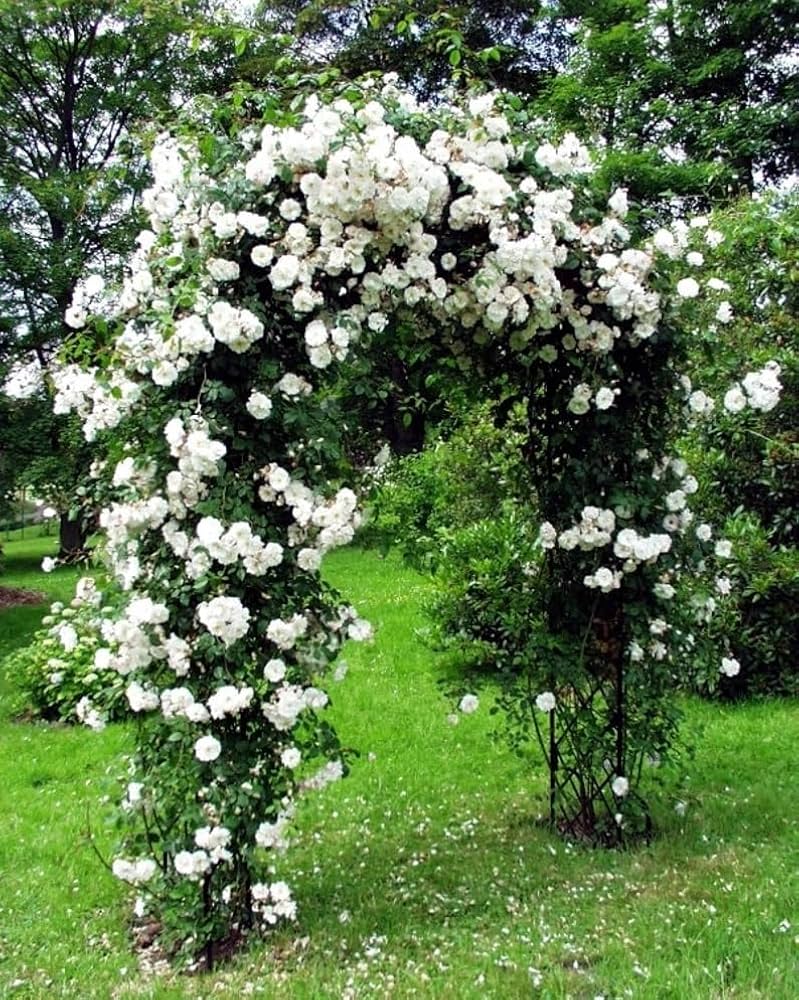 Weiß kletternd Rose Samen Blumensamen zur Aussaat Anzucht Traditionssorte & ohne Gentechnik Samen Hausgarten