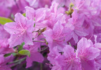 Azalea blume samen for anpflanzung - easy to grow, heirloom & gmo free samen for home garten
 
 sale samen for anpflanzung in home garten
