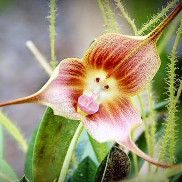 Braun monkey orchid blume samen for anpflanzung - cut blume favorite, heirloom & gmo free samen for home garten
 
 sale for anpflanzung in home garten