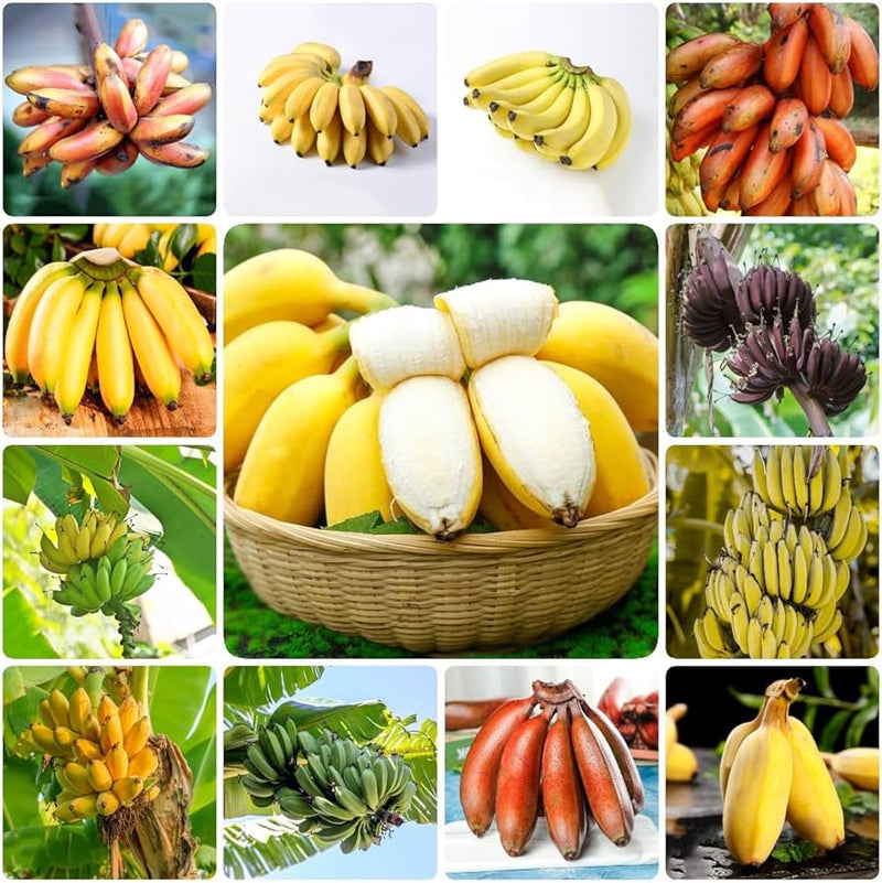 Graines de banane pour une plantation facile