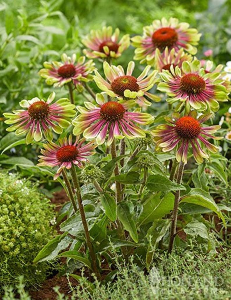 Grün coneflower samen for anpflanzung - perfect for borders, heirloom & gmo free samen for home garten
 
 sale for anpflanzung in home garten.