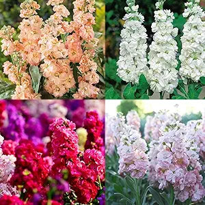Lila abend stock for anpflanzung in blume bed